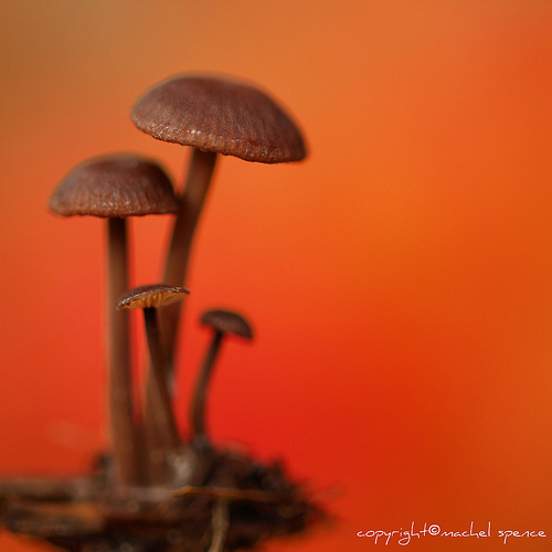 фотографии грибов (89)
