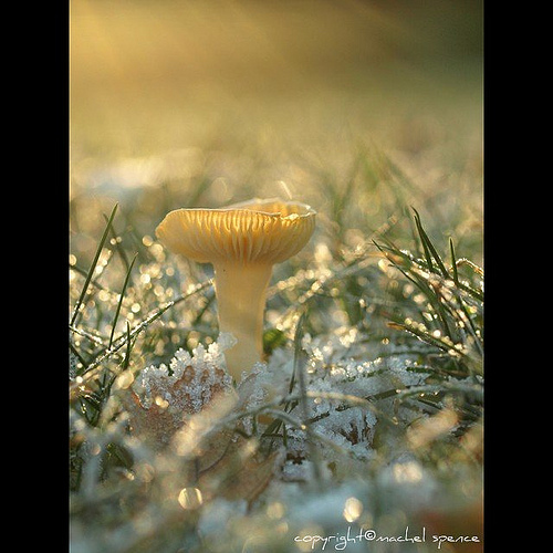 фотографии грибов (70)