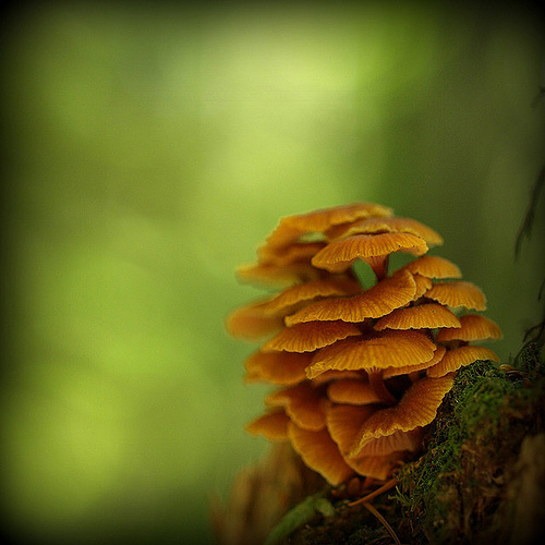 фотографии грибов (64)