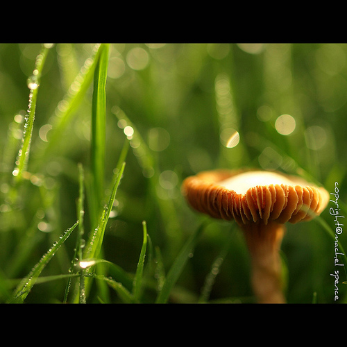 фотографии грибов (61)