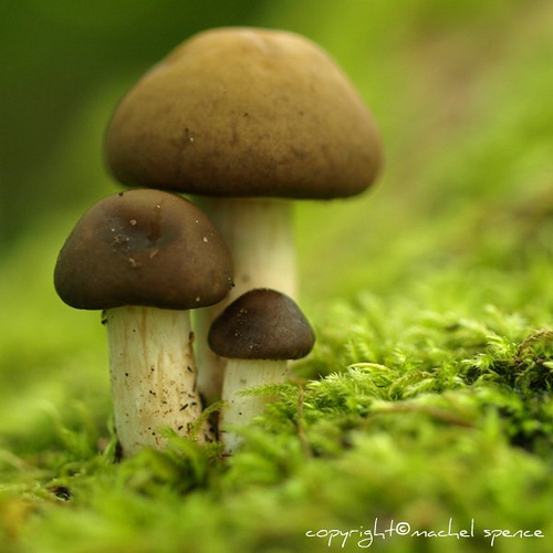 фотографии грибов (56)