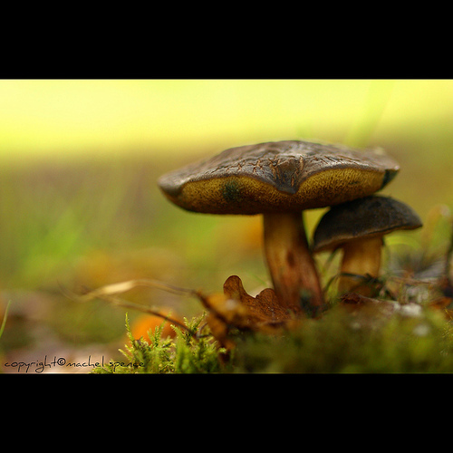 фотографии грибов (49)