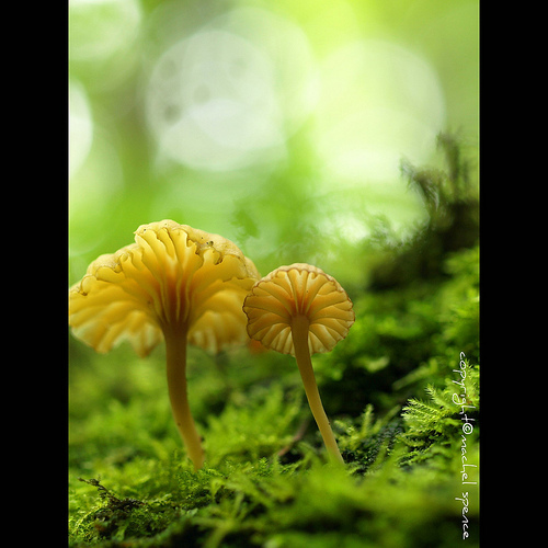 фотографии грибов (34)