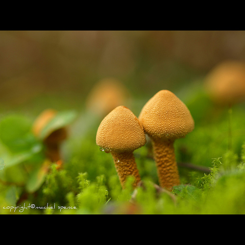фотографии грибов (29)