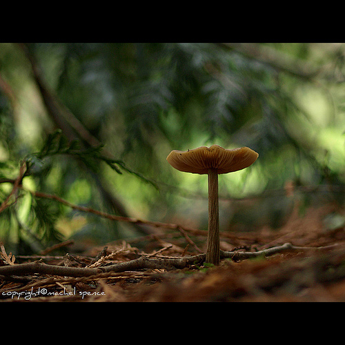 фотографии грибов (19)