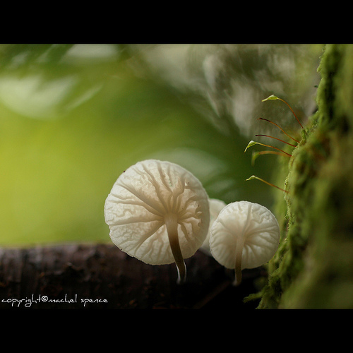 фотографии грибов (5)