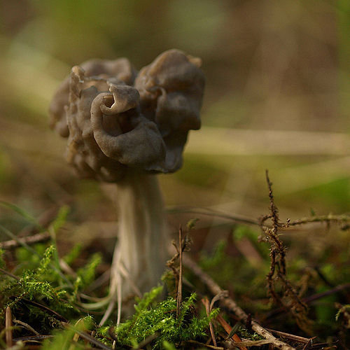 фотографии грибов (3)