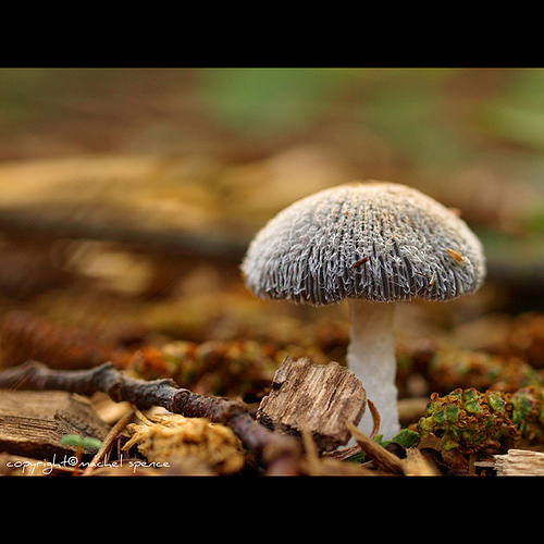 фотографии грибов (94)
