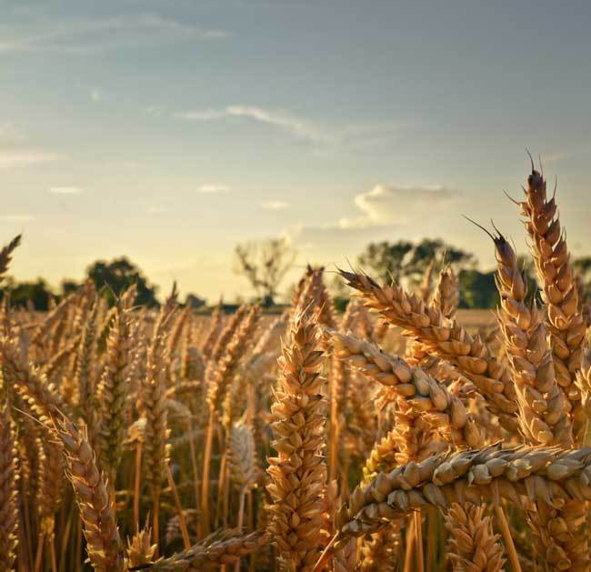 пшеничные поля фото (12)
