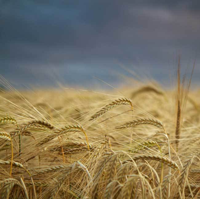 пшеничные поля фото (10)