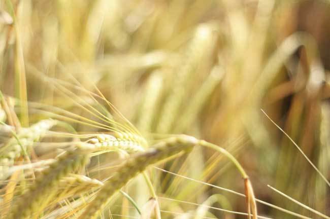 пшеничные поля фото (9)