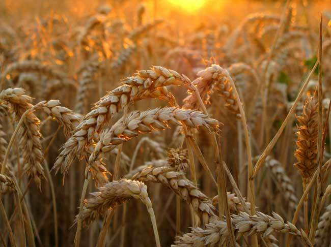 пшеничные поля фото (8)