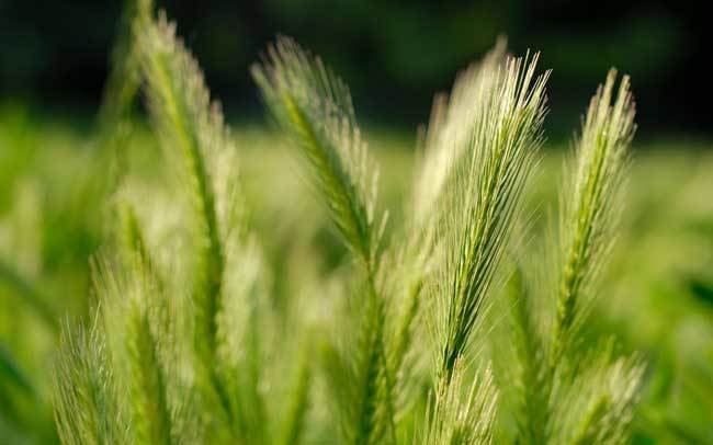 пшеничные поля фото (7)