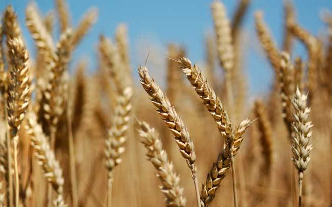 пшеничные поля фото (5)