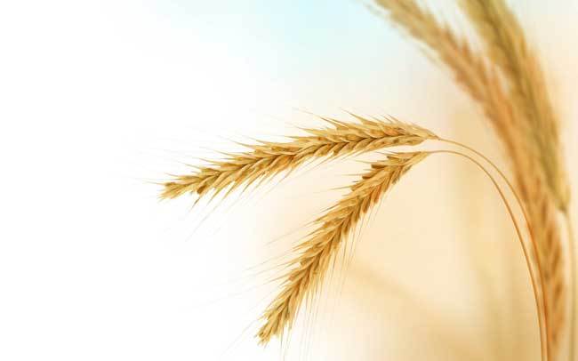 пшеничные поля фото (4)