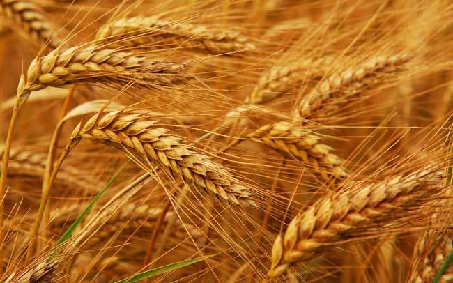 пшеничные поля фото (21)