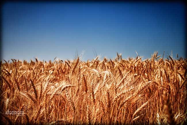 пшеничные поля фото (3)