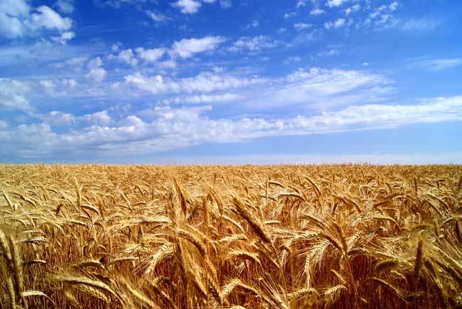 пшеничные поля фото (20)