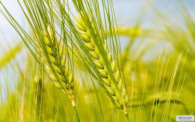 пшеничные поля фото (18)
