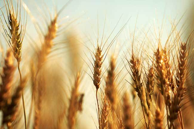 пшеничные поля фото (16)
