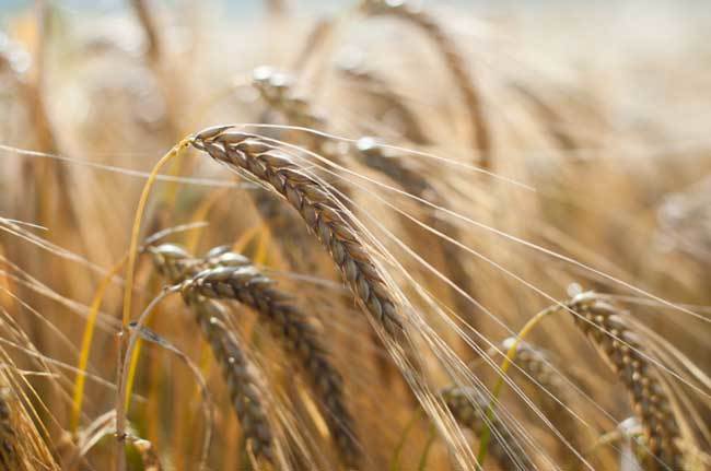 пшеничные поля фото (15)