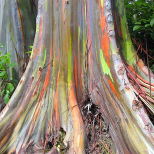 Радужный эвкалипт - одно из самых необычных деревьев планеты